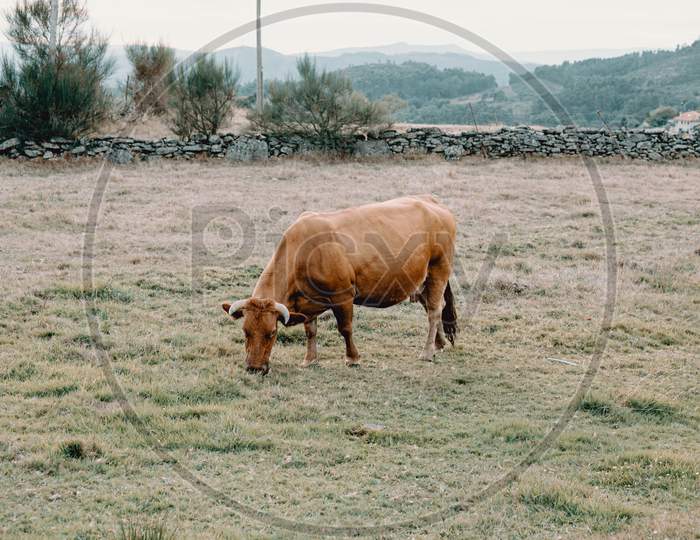 Giant Brown Cow Eating Grass In The Middle Of The Farm