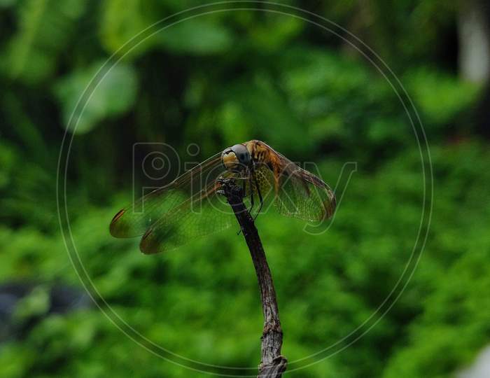 Dragonfly macro shot