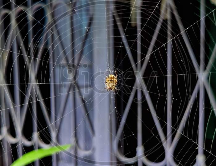 Spider in her web,macro shot