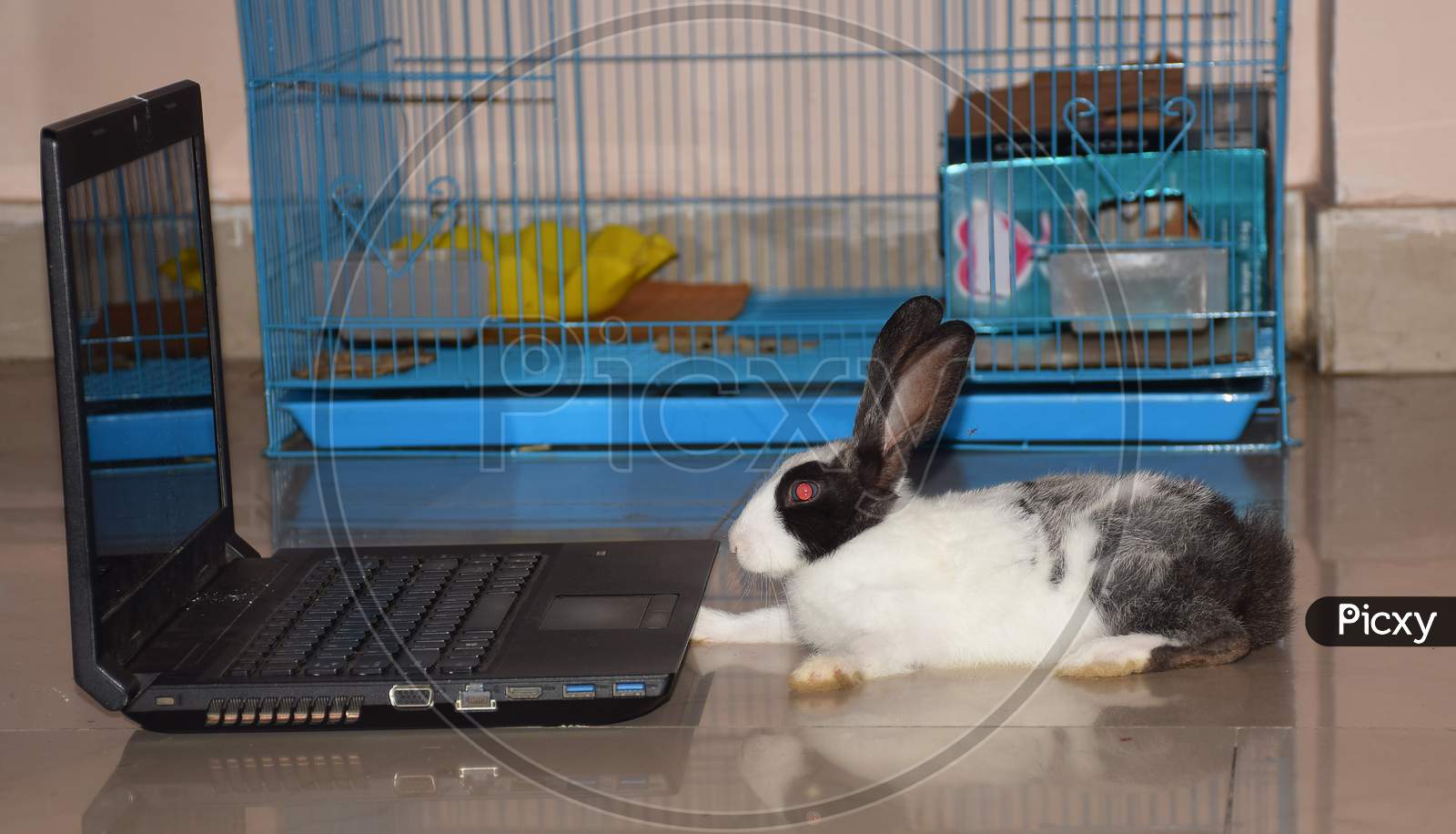 Baby Bunny watching Video on Laptop