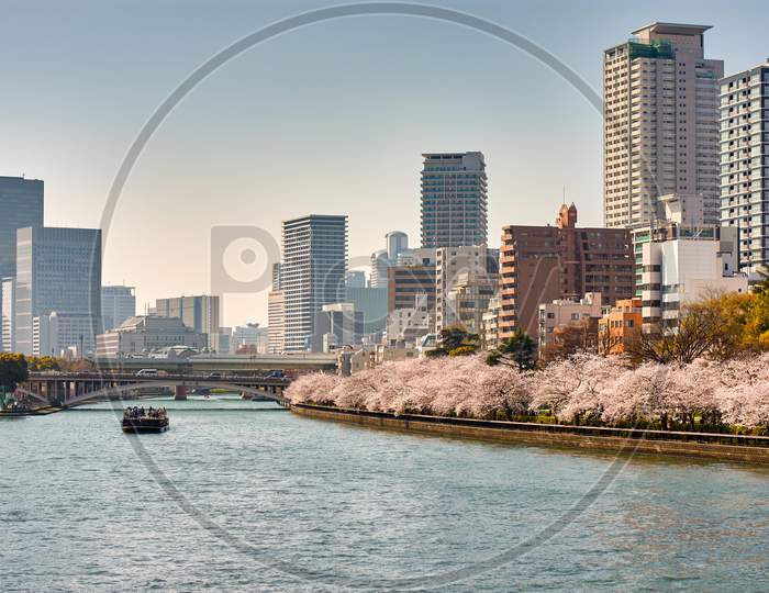 Okawa River With Blooming Cherry Blossoms In Osaka, Japan