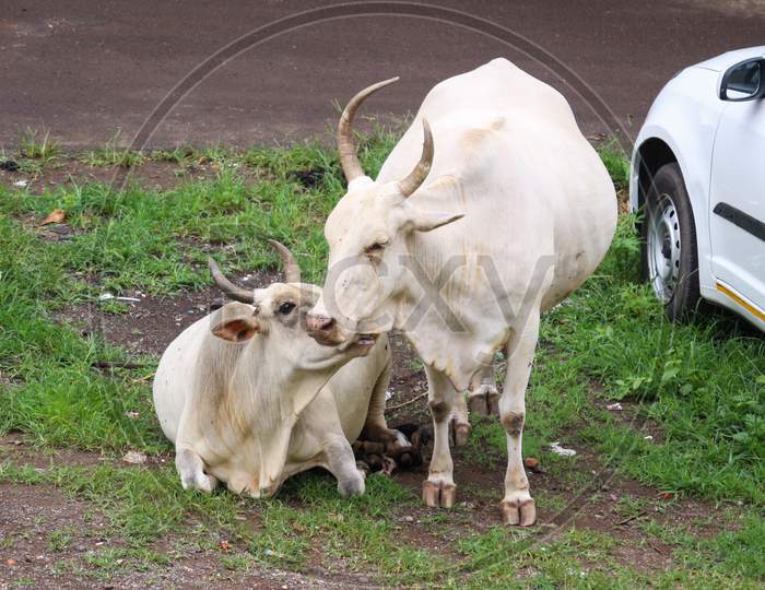 Cows showing affection to each other on Indian road