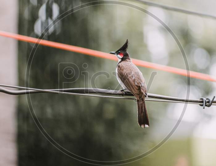 It's a Red-Whiskered Bulbul. Close up shot.