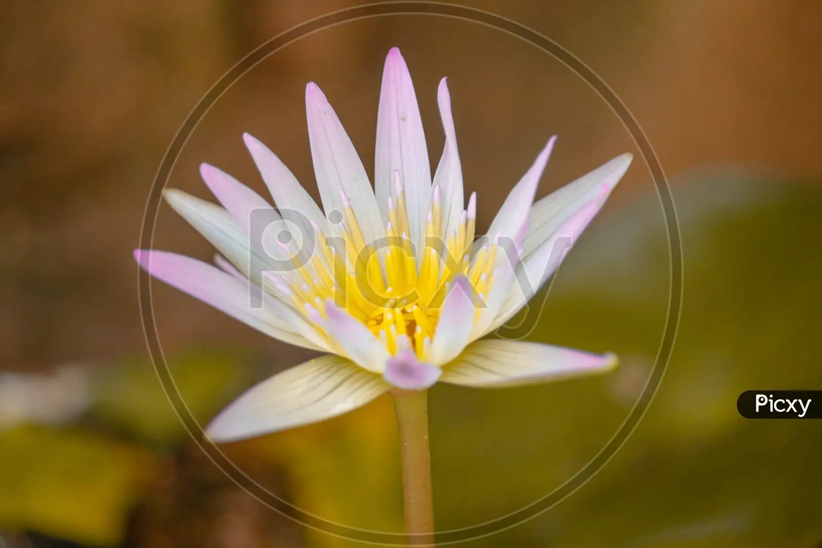 Image of Beautiful Lotus in the lake and the Amazing Lotus Leaves 