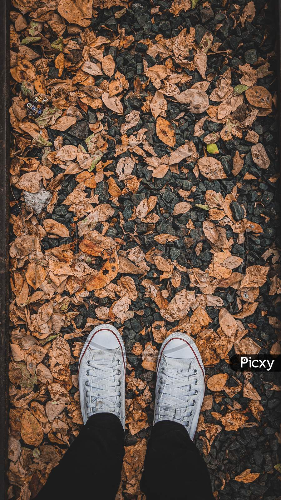 Converse on leaf