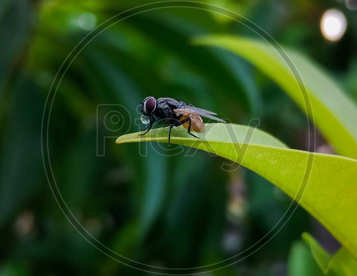 Housefly sitting on Leaf, fly