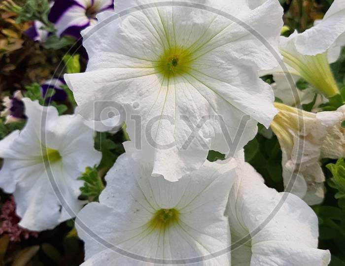 Beautyfull white flowers