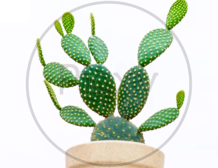 Cactus with flowerpot on isolated background. Green cactus, popular plant for collection.