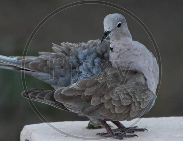 A beautiful dove, birds photograph