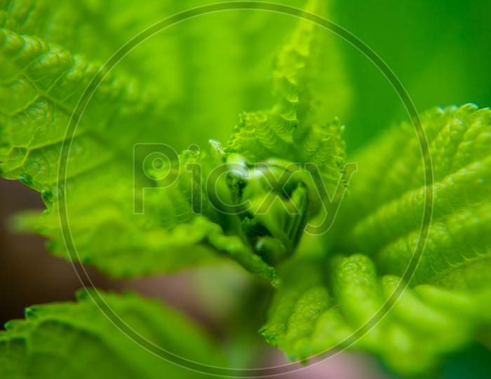 Evergreen leaf shoots, green and fresh. green pine leafs nature background, Shallow depth of field