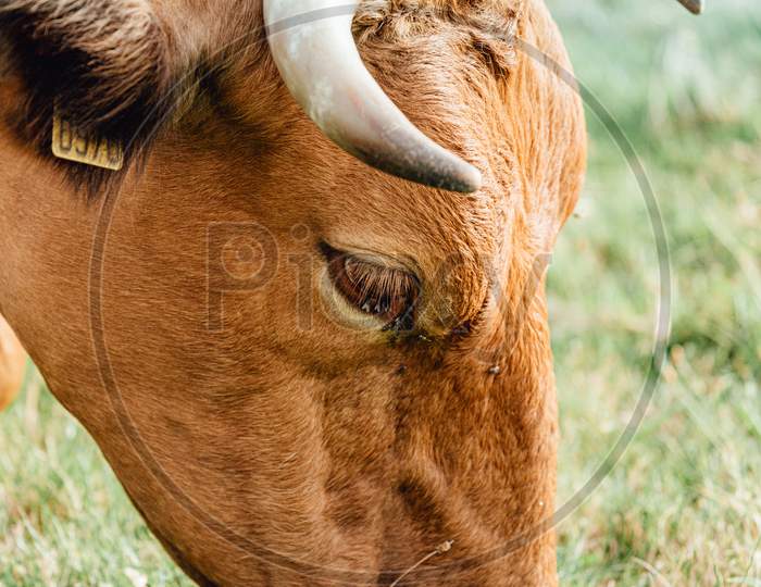 Close Up Of A Brown Cow With Giant Horns And Super Furry Head