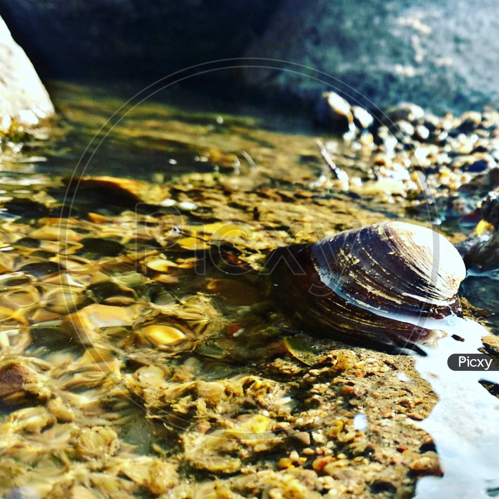 a shell in a water