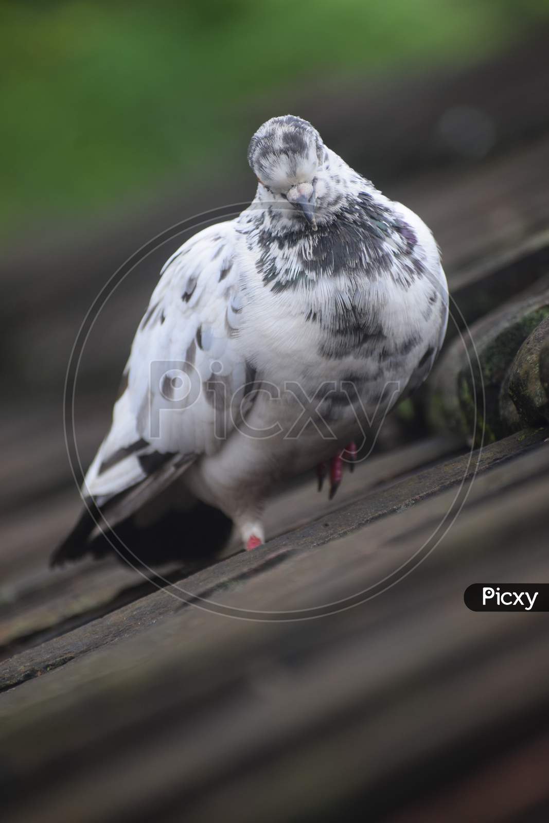 A Pigeons