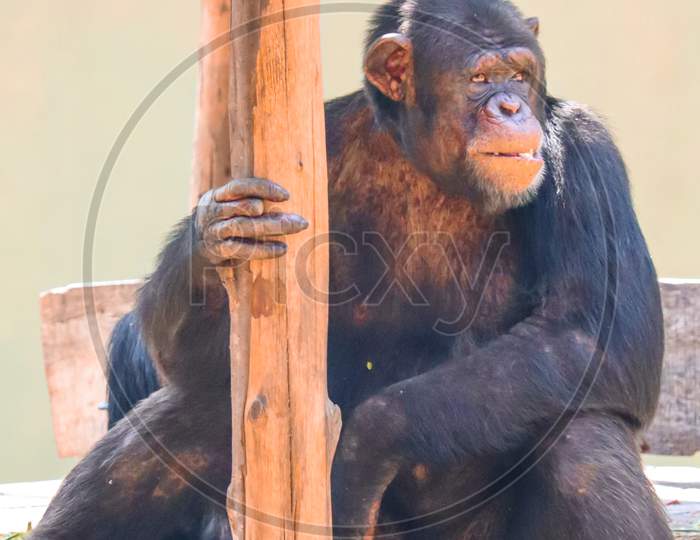 THIS IS A PHOTO OF Common chimpanzee