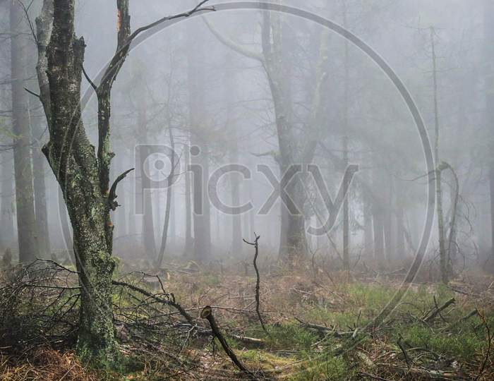 fog,biome,forest,woodland,tree,natural landscape,