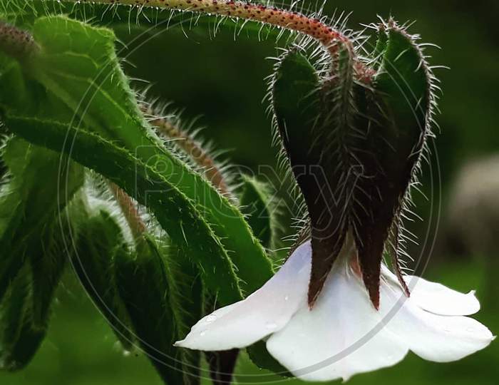 Tricodesma indicum, chhota kalpa