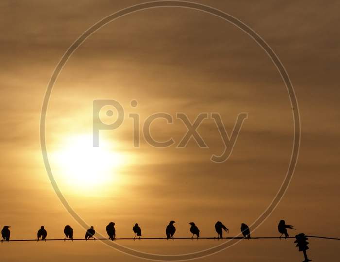 evening photo with birds on electric wire