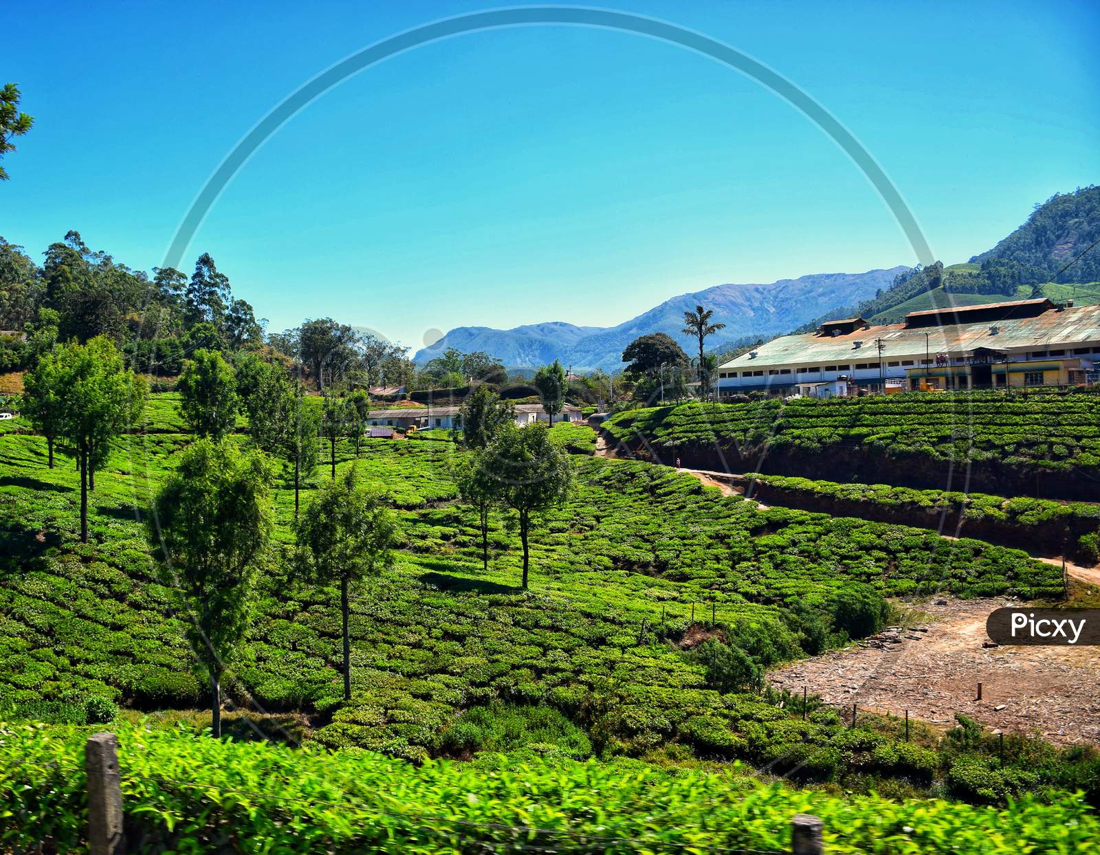 Greenery of Tea Plantation