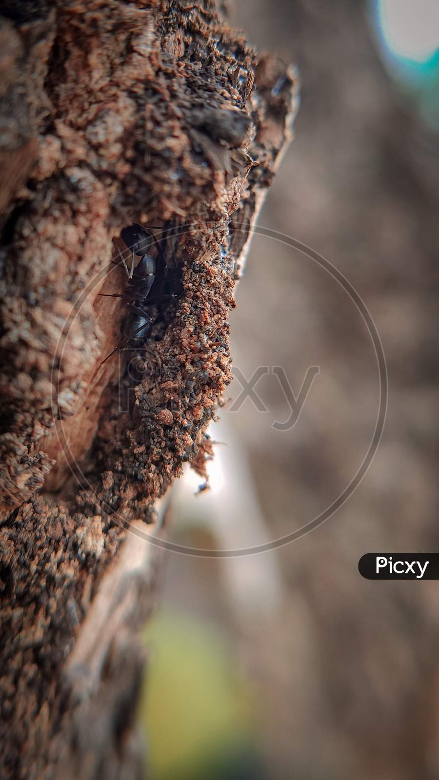 ant in tree trunk