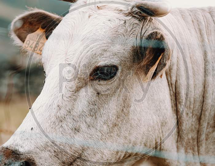 Super Close Up Image Of The Face Of A White Cow With Giant Horns