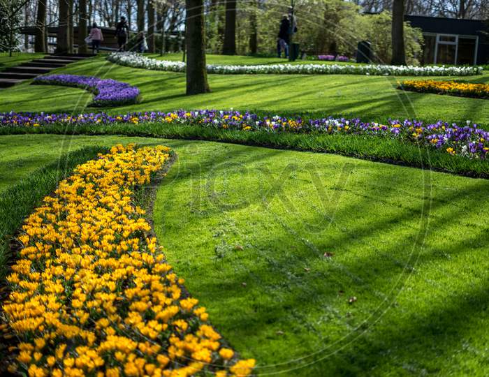 Flower Garden, Netherlands , A Yellow Flower In A Grassy Field