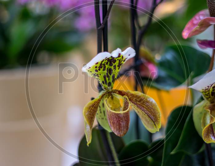 Flower Garden, Netherlands , A Close Up Of A Flower