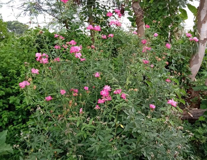 pink color flower (rose)