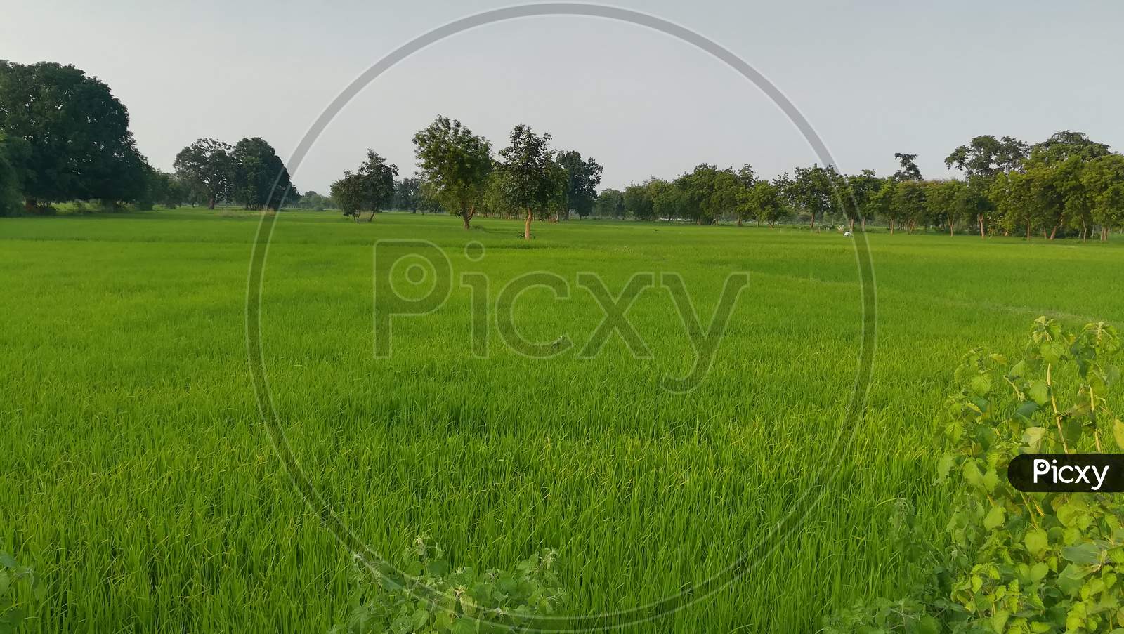 Rice Field Of My Village
