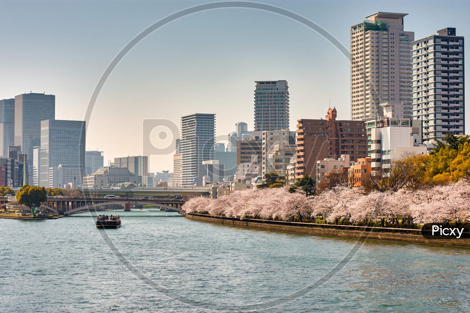 Okawa River With Blooming Cherry Blossoms In Osaka, Japan