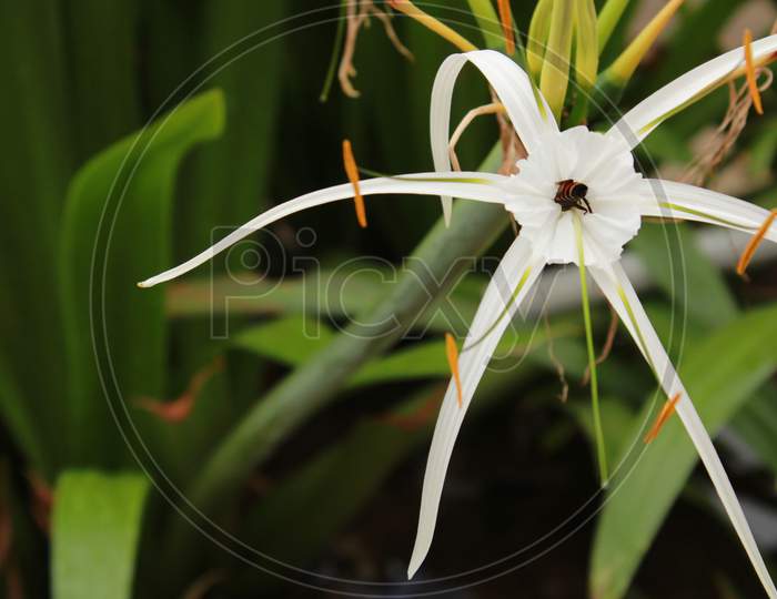 hymenocallis flower