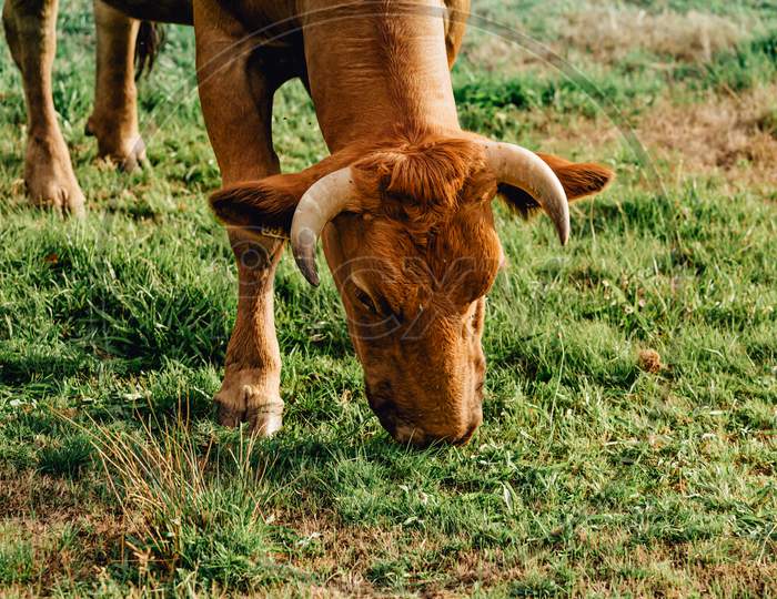 Close Up Of A Big Horned Brown Furry Cow Eating A Super Green Grass