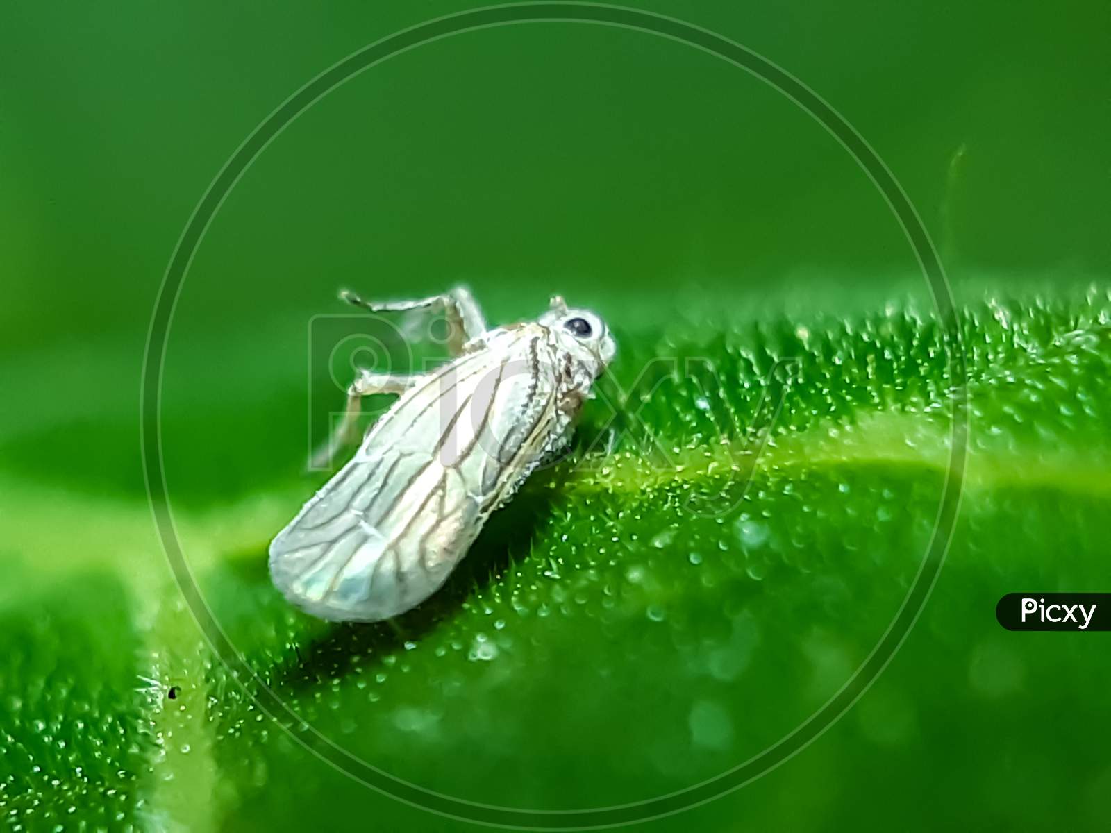 There Is A White Insect Dead On The Green Leaves And A Green Background.