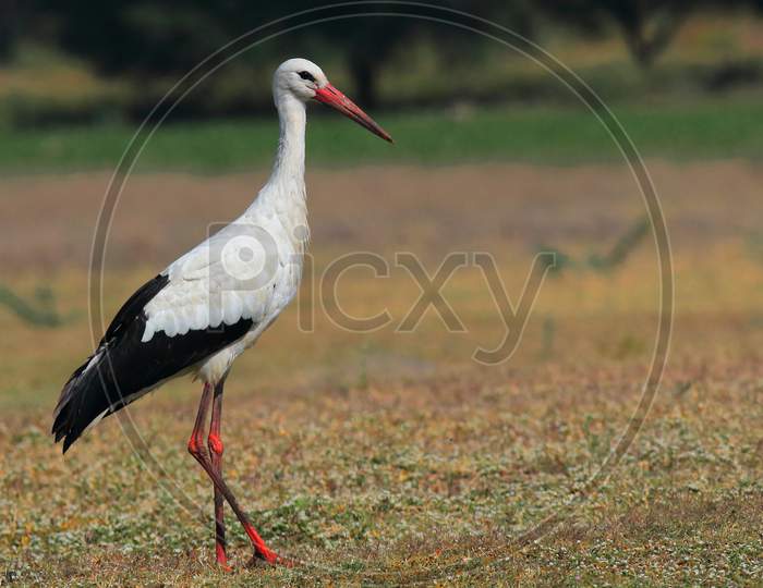 Bird photography white stork