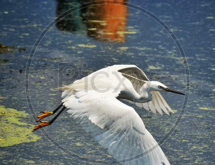 White Pelican searching for its prey