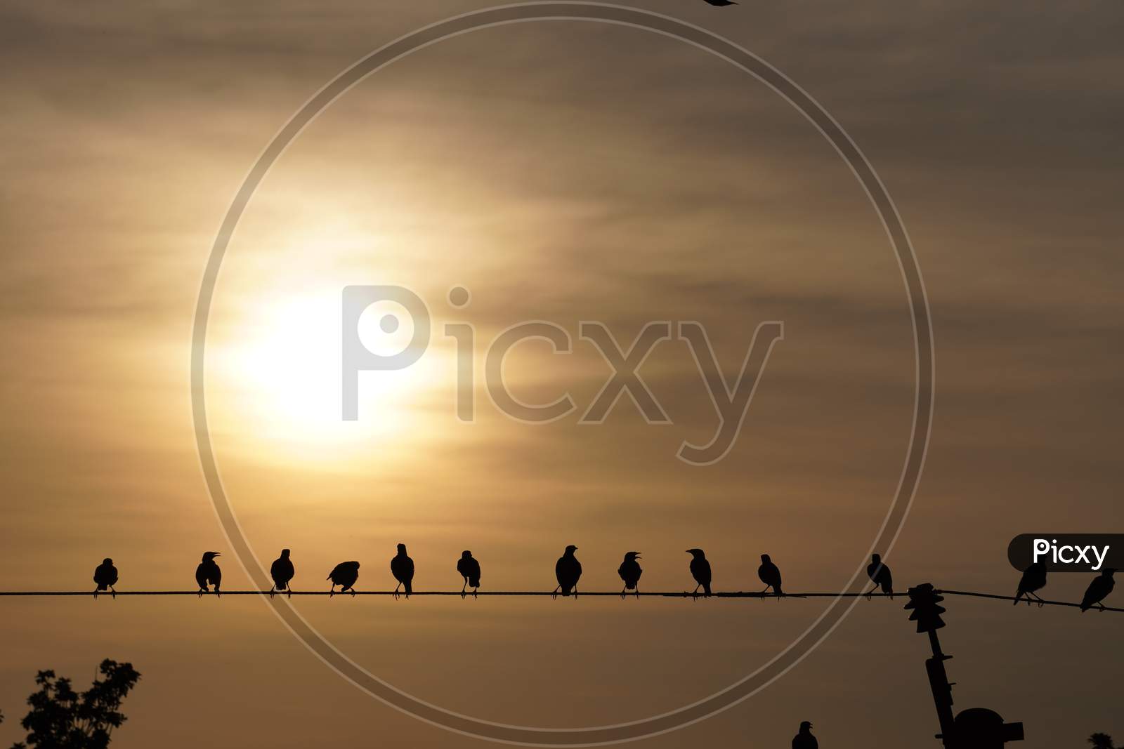 evening photo with birds on electric wire