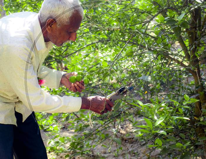 An Indian Farmer Harvesting Dry Branches Of Lemon Tree In The Garden