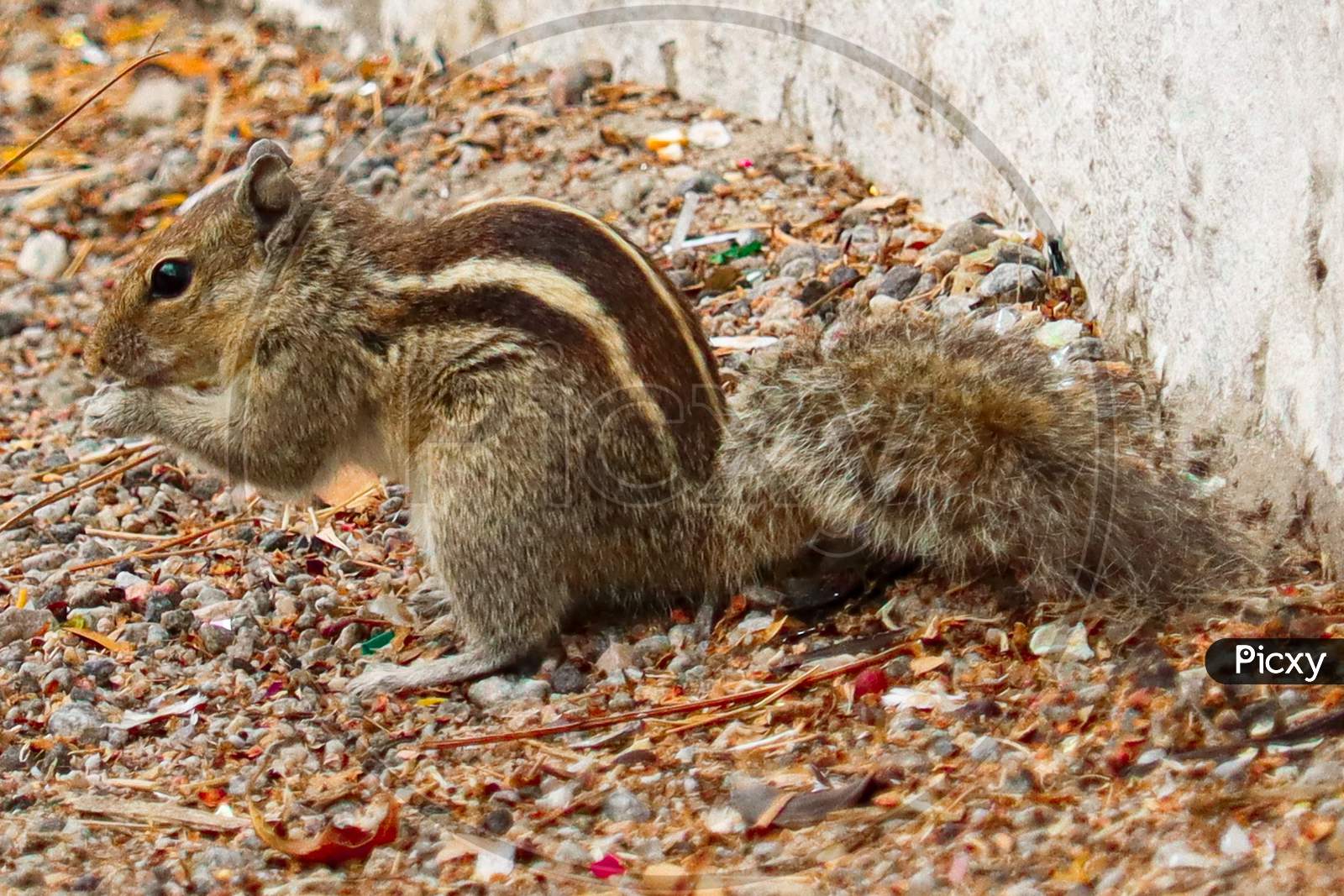 THIS IS A PHOTO OF Squirrel