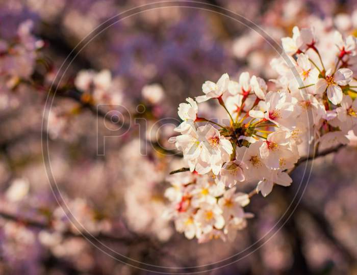 Cherry Blossoms Sakura In Spring In Japan