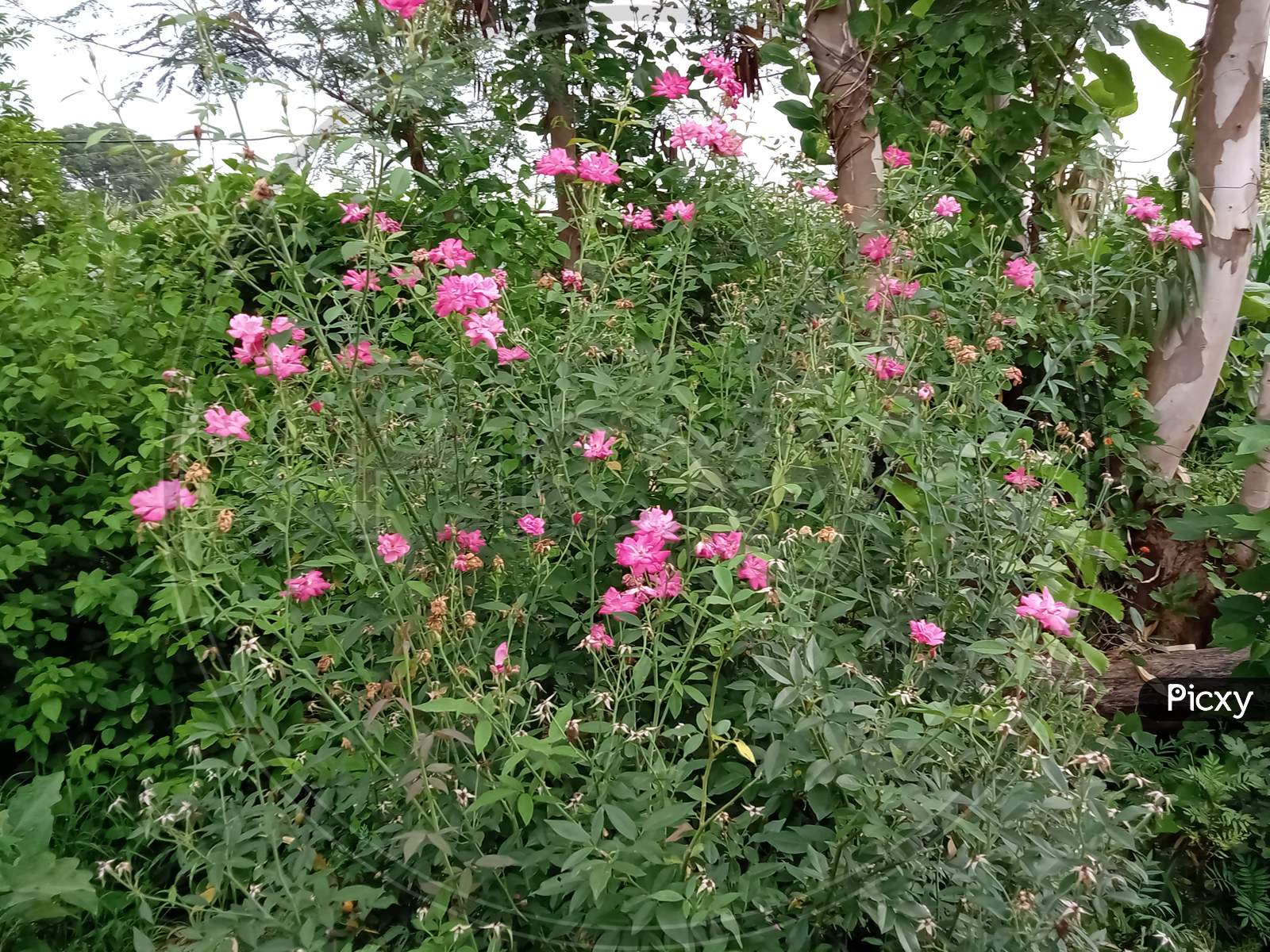 pink color flower (rose)