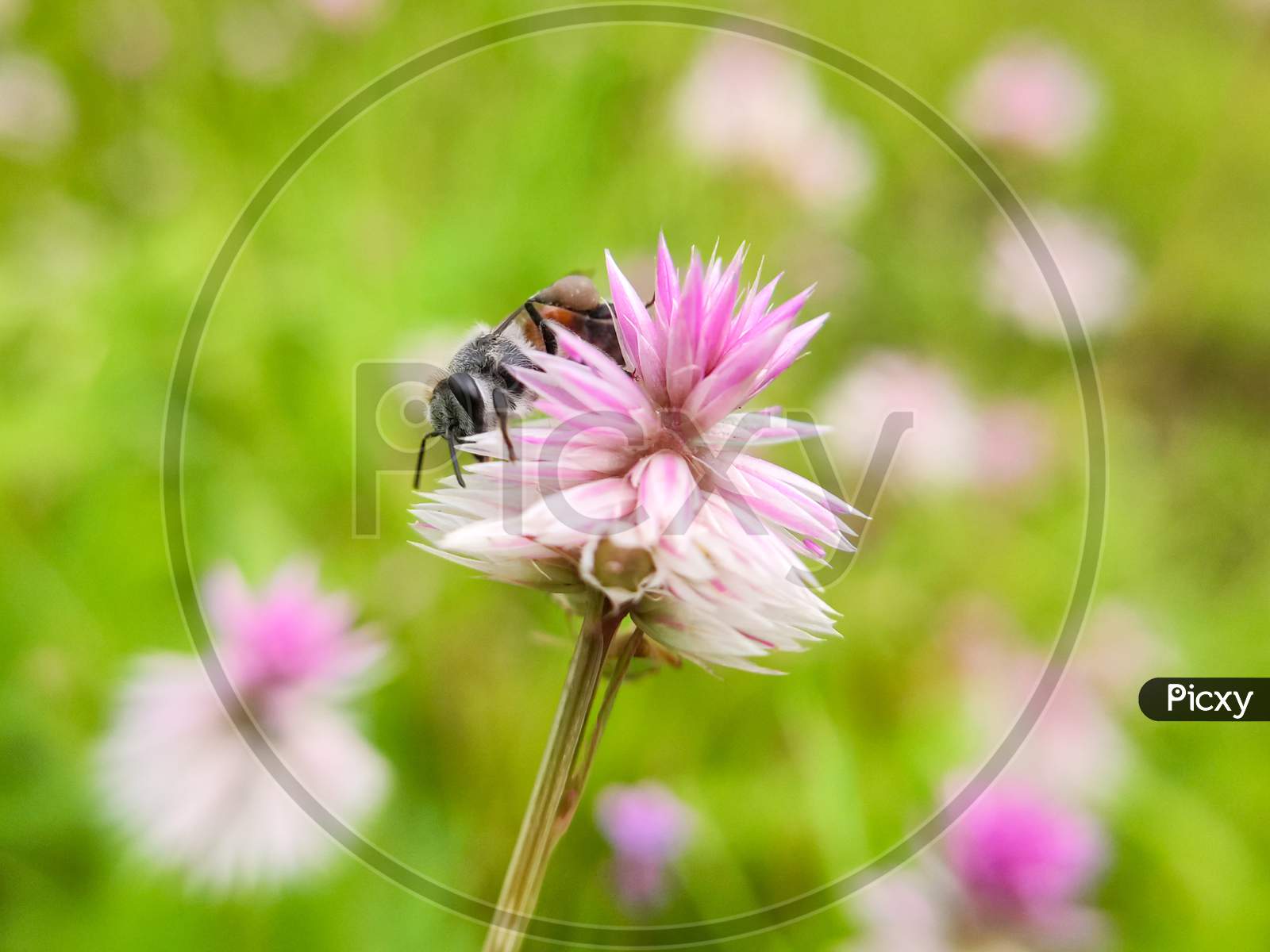 bee on grass flower