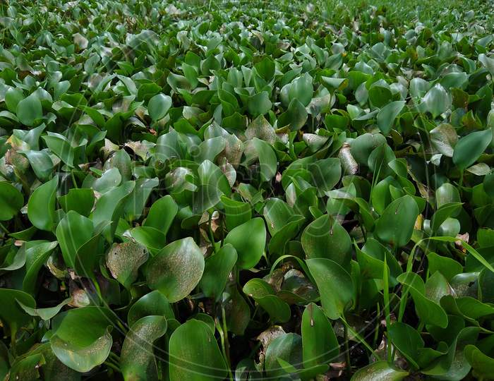 water hyacinth (Pontederia crassipes ) plants