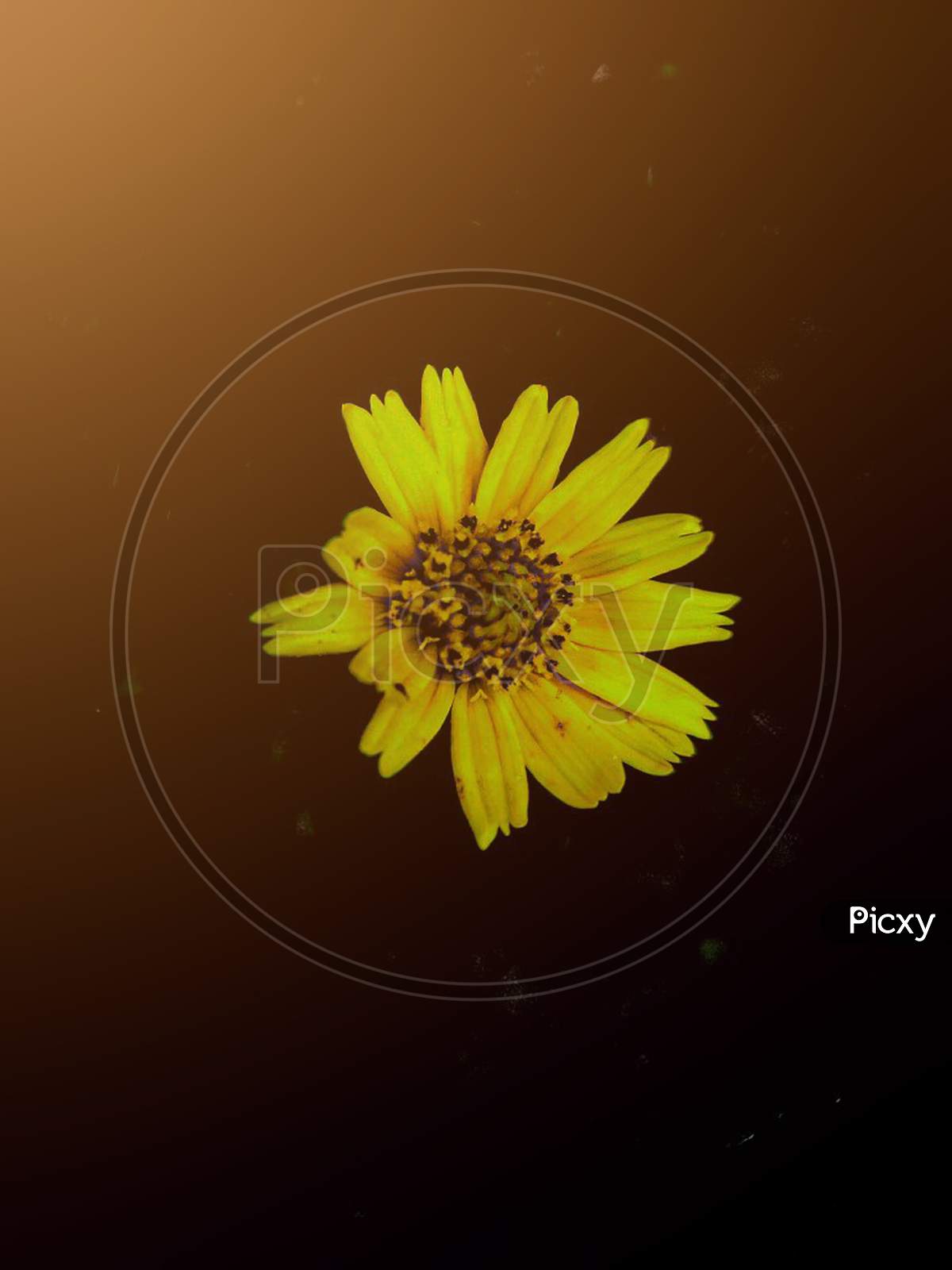 Sunflower, lens distortion