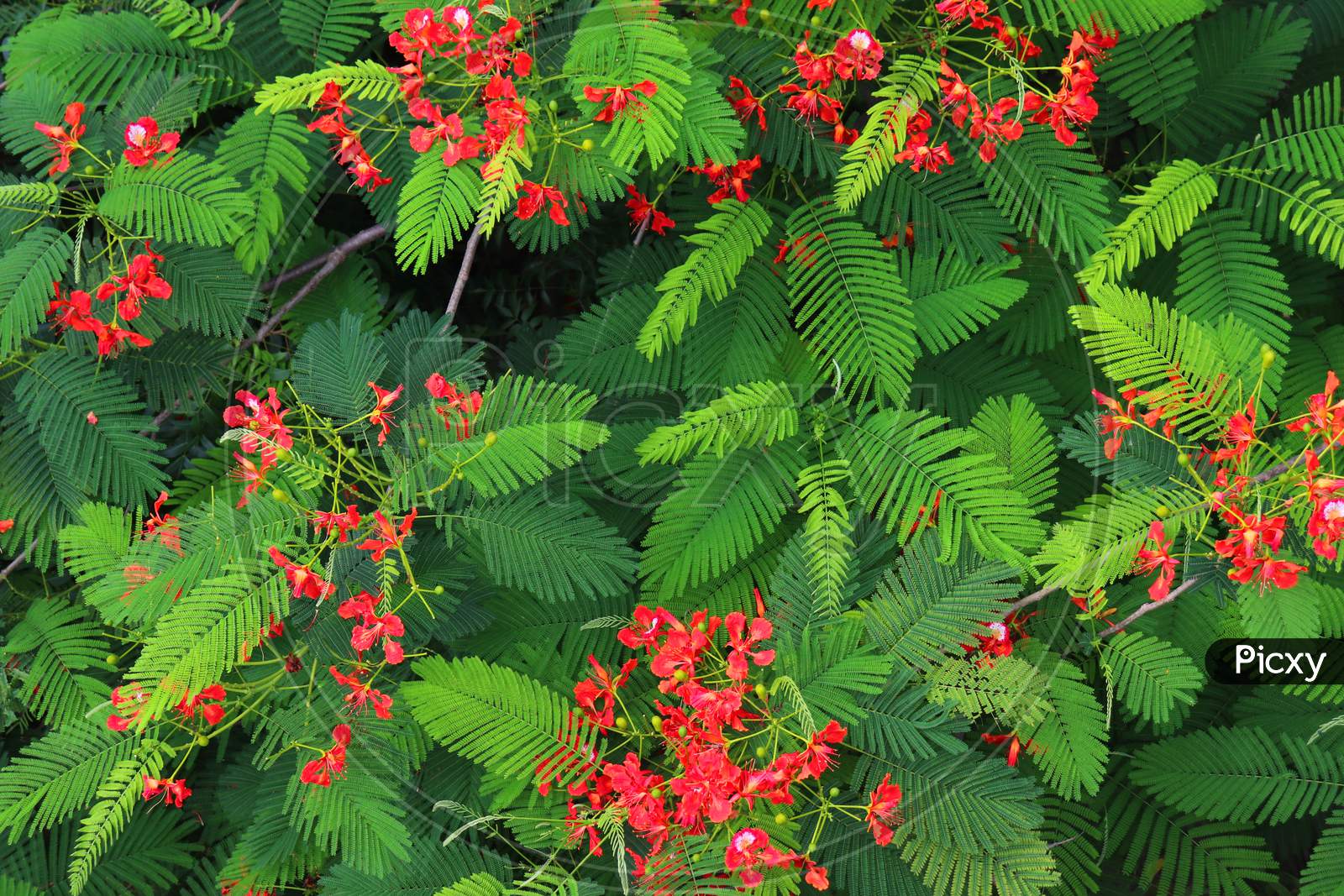 beautiful red Caesalpinia pulcherrima is a species of flowering plant in the pea family Fabaceaebeautiful red Caesalpinia pulcherrima is a species of flowering plant in the pea family Fabaceae
