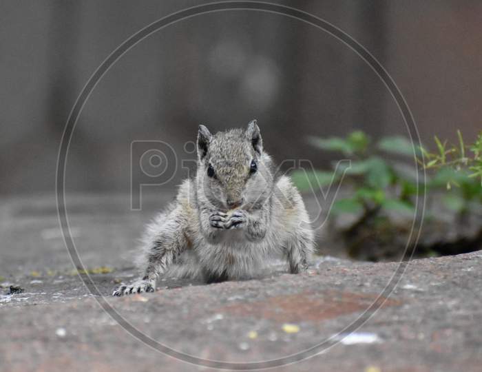 Indian squirrel, wildlife photography