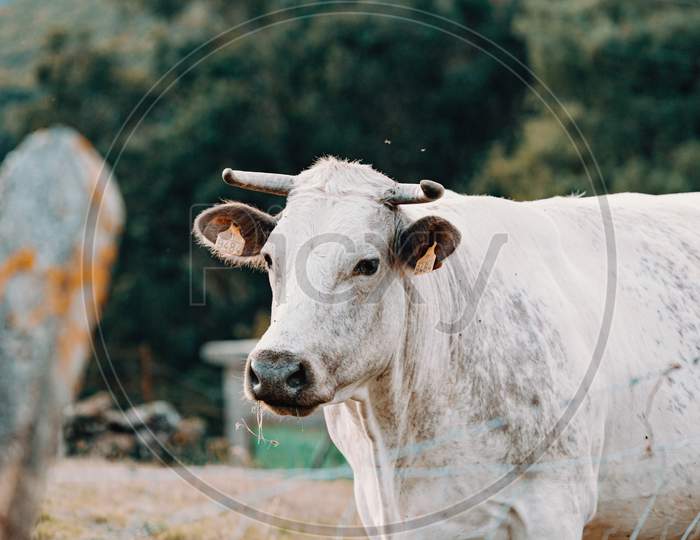 White Giant Cow With Giant Horns In The Farm Looking To Something