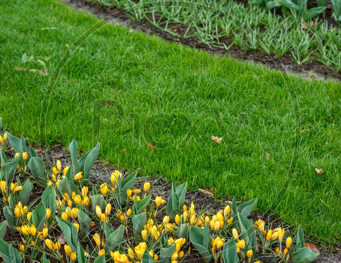 Flower Garden, Netherlands, , A Yellow Flower In A Field