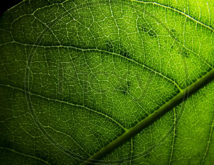 Leaf macro, leaf pattern close up