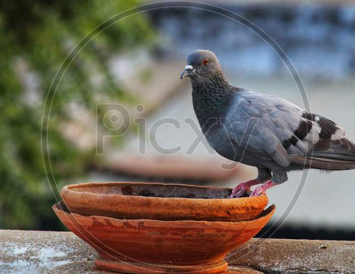 A beautiful pigeon