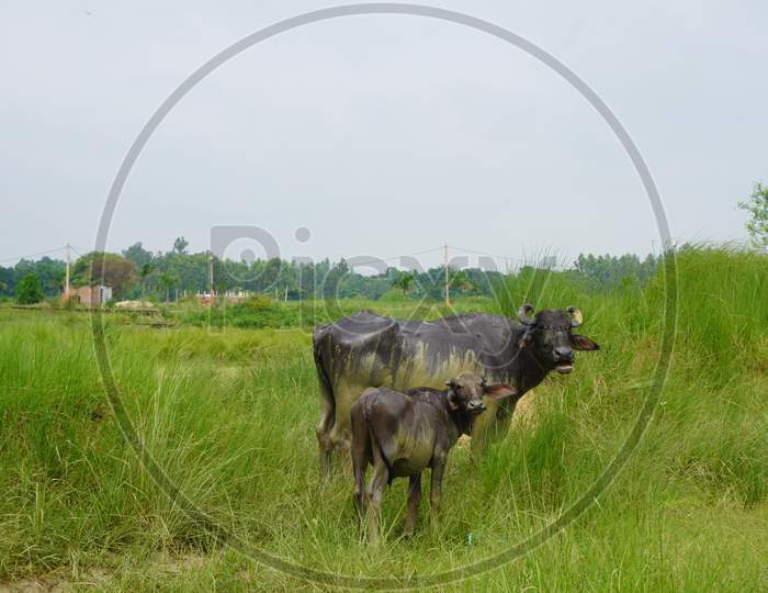 buffalo with baby buffalo photo in the grass field