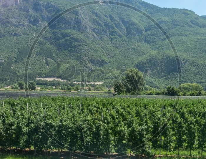 Italy, Train From Bolzano To Venice, A Large Green Field With A Mountain In The Background Wineyard